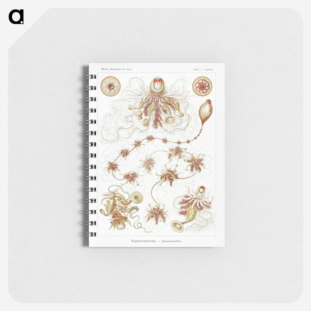 2-45_Ernst-Haeckel_memo
