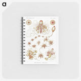 2-45_Ernst-Haeckel_memo