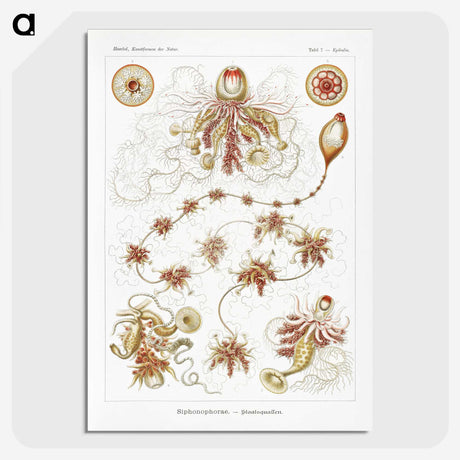 2-45_Ernst-Haeckel_picture-crop
