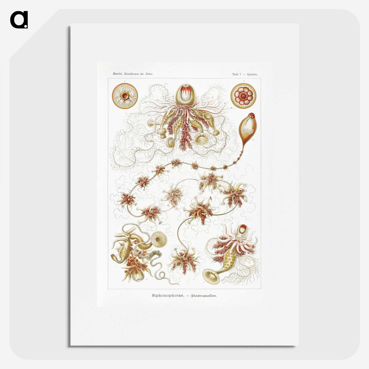2-45_Ernst-Haeckel_picture