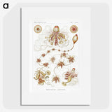 2-45_Ernst-Haeckel_picture