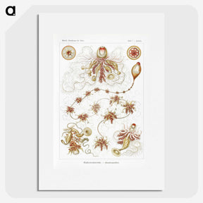 2-45_Ernst-Haeckel_picture