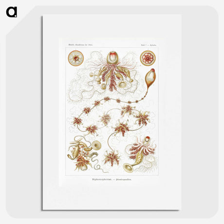2-45_Ernst-Haeckel_picture