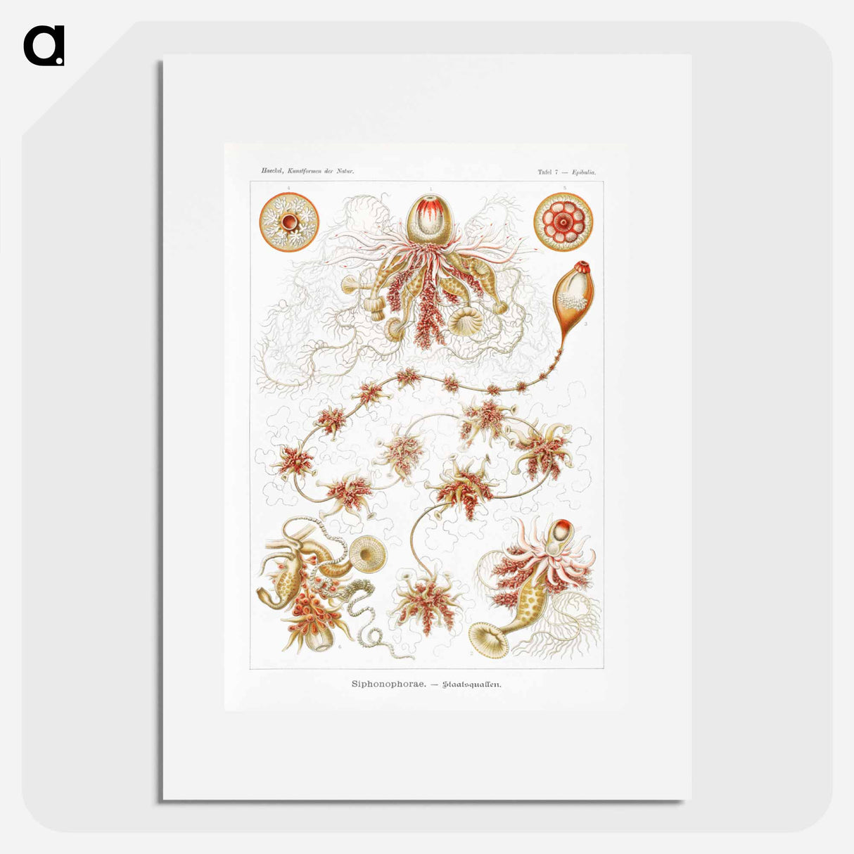 Siphonophorae–Staatsquallen - エルンスト ヘッケル Poster.