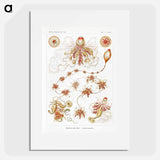 Siphonophorae–Staatsquallen - エルンスト ヘッケル Poster.