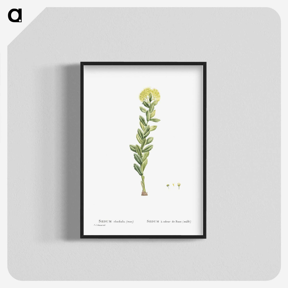 2-45_Histoire-des-Plantes-Grasses_blk-crop