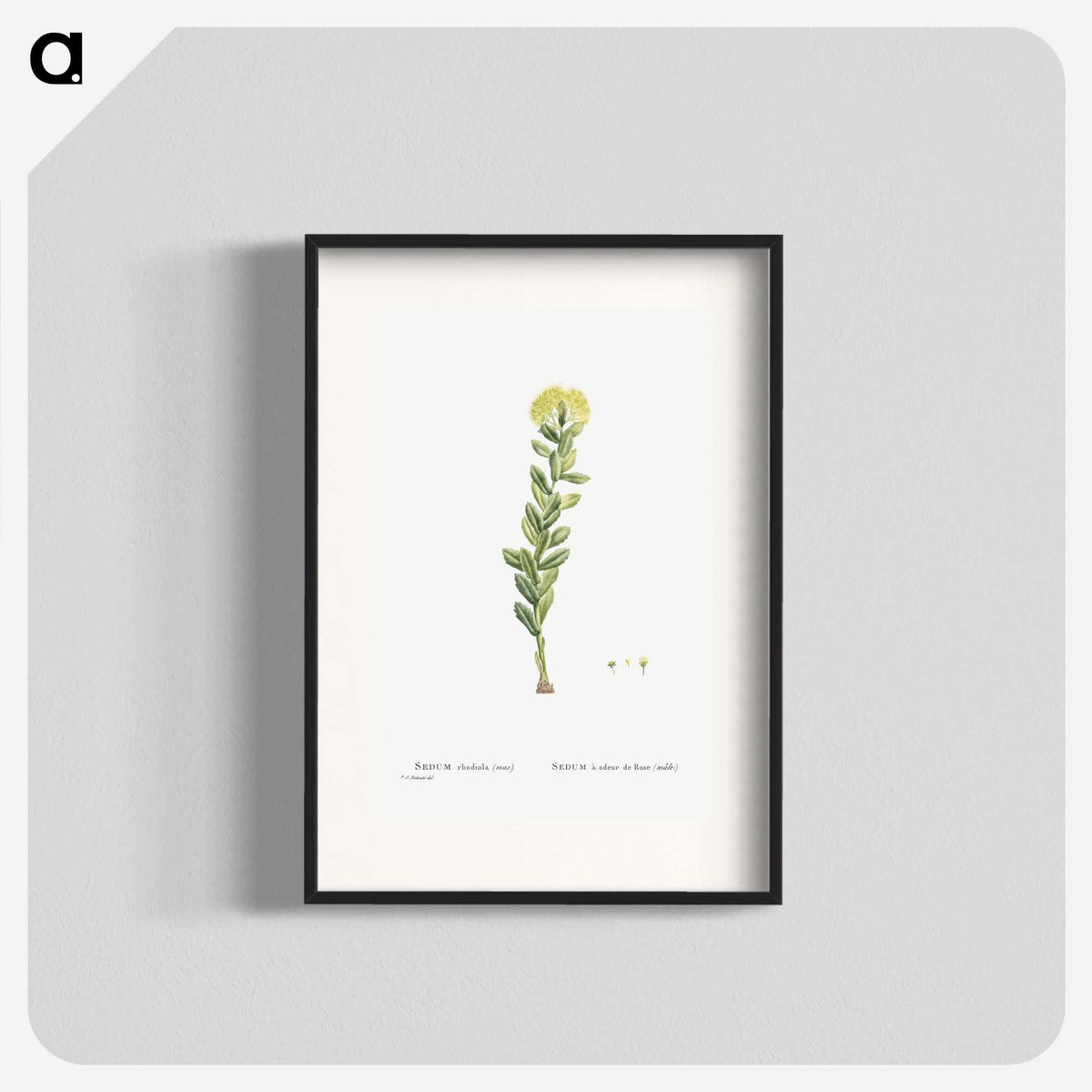 2-45_Histoire-des-Plantes-Grasses_blk
