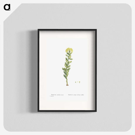 2-45_Histoire-des-Plantes-Grasses_blk
