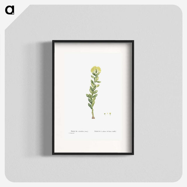 2-45_Histoire-des-Plantes-Grasses_blk