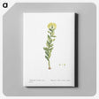 2-45_Histoire-des-Plantes-Grasses_canvas