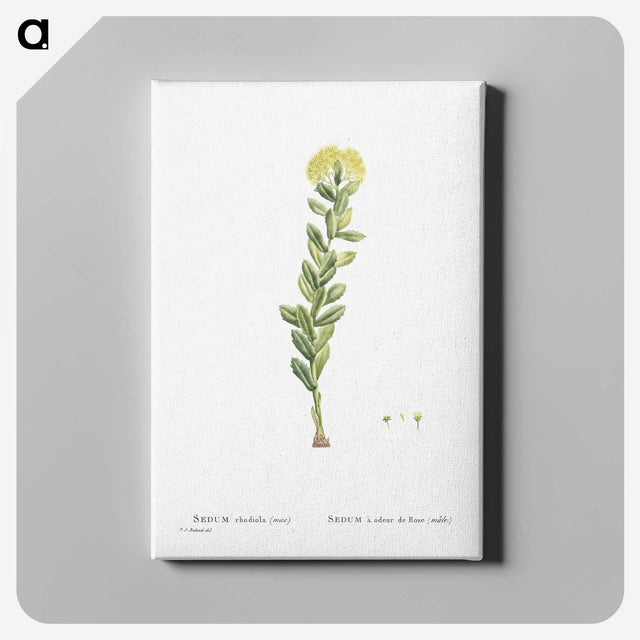 2-45_Histoire-des-Plantes-Grasses_canvas