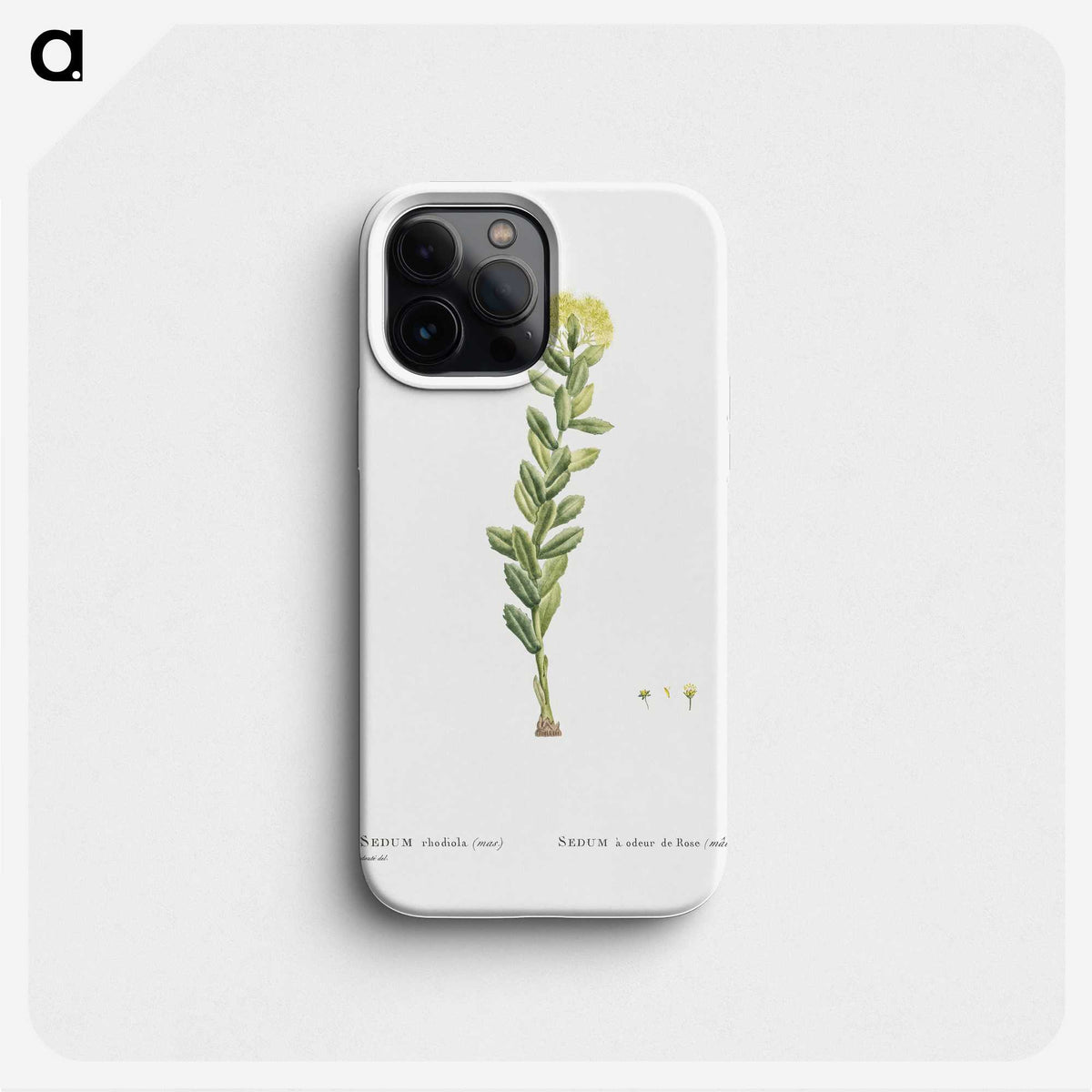 2-45_Histoire-des-Plantes-Grasses_phone