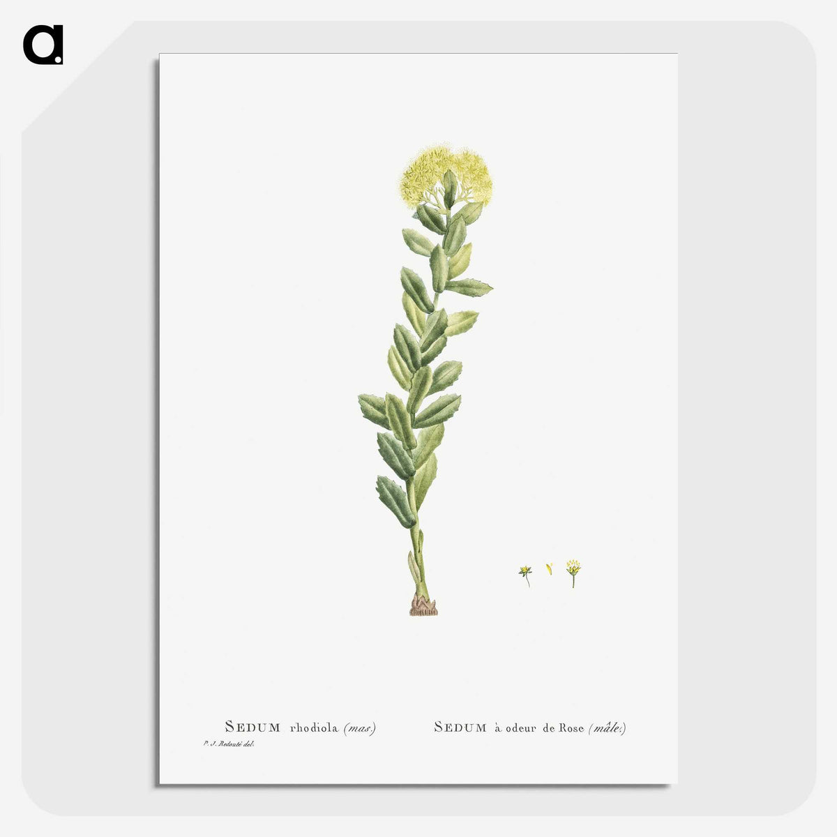 2-45_Histoire-des-Plantes-Grasses_picture-crop