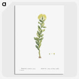 2-45_Histoire-des-Plantes-Grasses_picture-crop