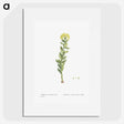 2-45_Histoire-des-Plantes-Grasses_picture