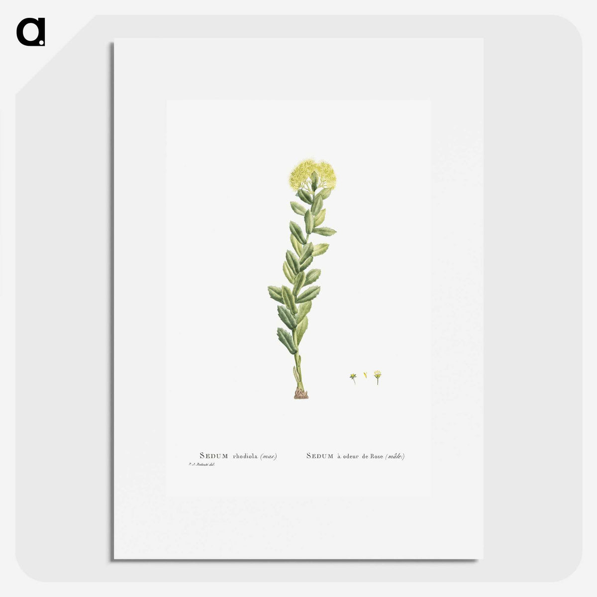 2-45_Histoire-des-Plantes-Grasses_picture