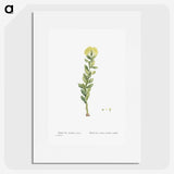 2-45_Histoire-des-Plantes-Grasses_picture