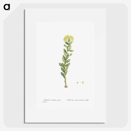 2-45_Histoire-des-Plantes-Grasses_picture