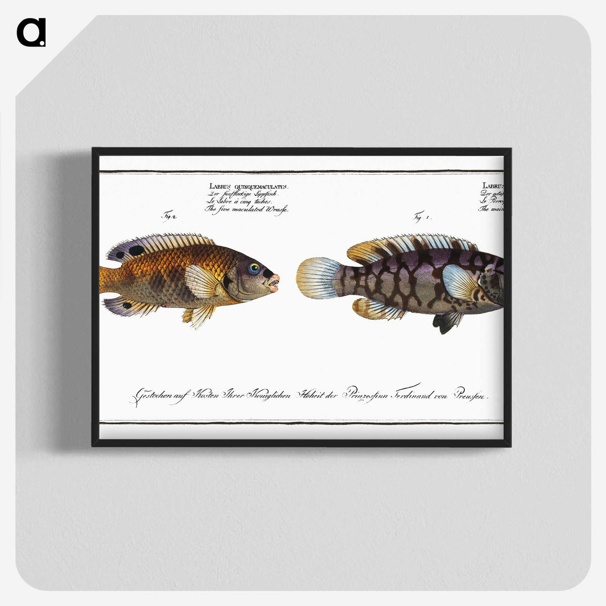 2-45_Ichtyologie-ou-Histoire-naturelle_blk-crop