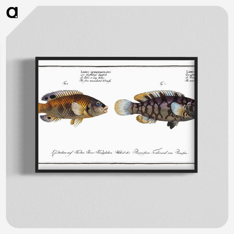 2-45_Ichtyologie-ou-Histoire-naturelle_blk-crop
