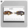 2-45_Ichtyologie-ou-Histoire-naturelle_canvas