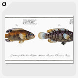2-45_Ichtyologie-ou-Histoire-naturelle_picture-crop