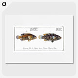2-45_Ichtyologie-ou-Histoire-naturelle_picture