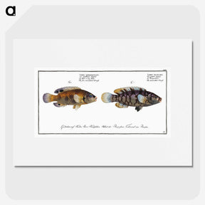 2-45_Ichtyologie-ou-Histoire-naturelle_picture