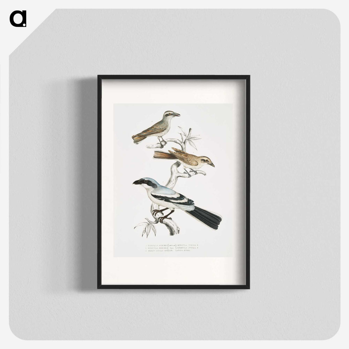 2-45_Indian-Zoology_blk