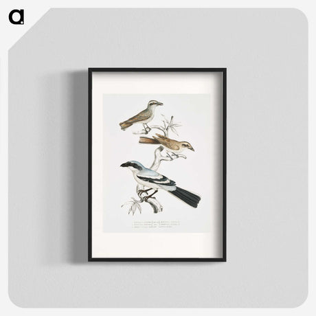 2-45_Indian-Zoology_blk