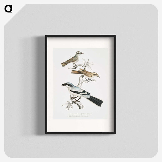 2-45_Indian-Zoology_blk