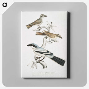 2-45_Indian-Zoology_canvas