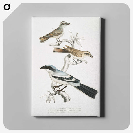 2-45_Indian-Zoology_canvas