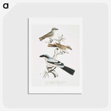 2-45_Indian-Zoology_hagaki