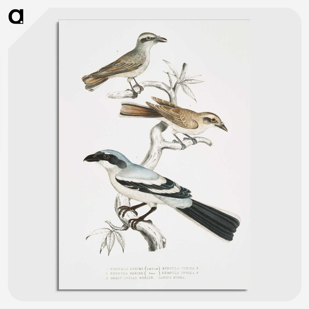 2-45_Indian-Zoology_picture-crop