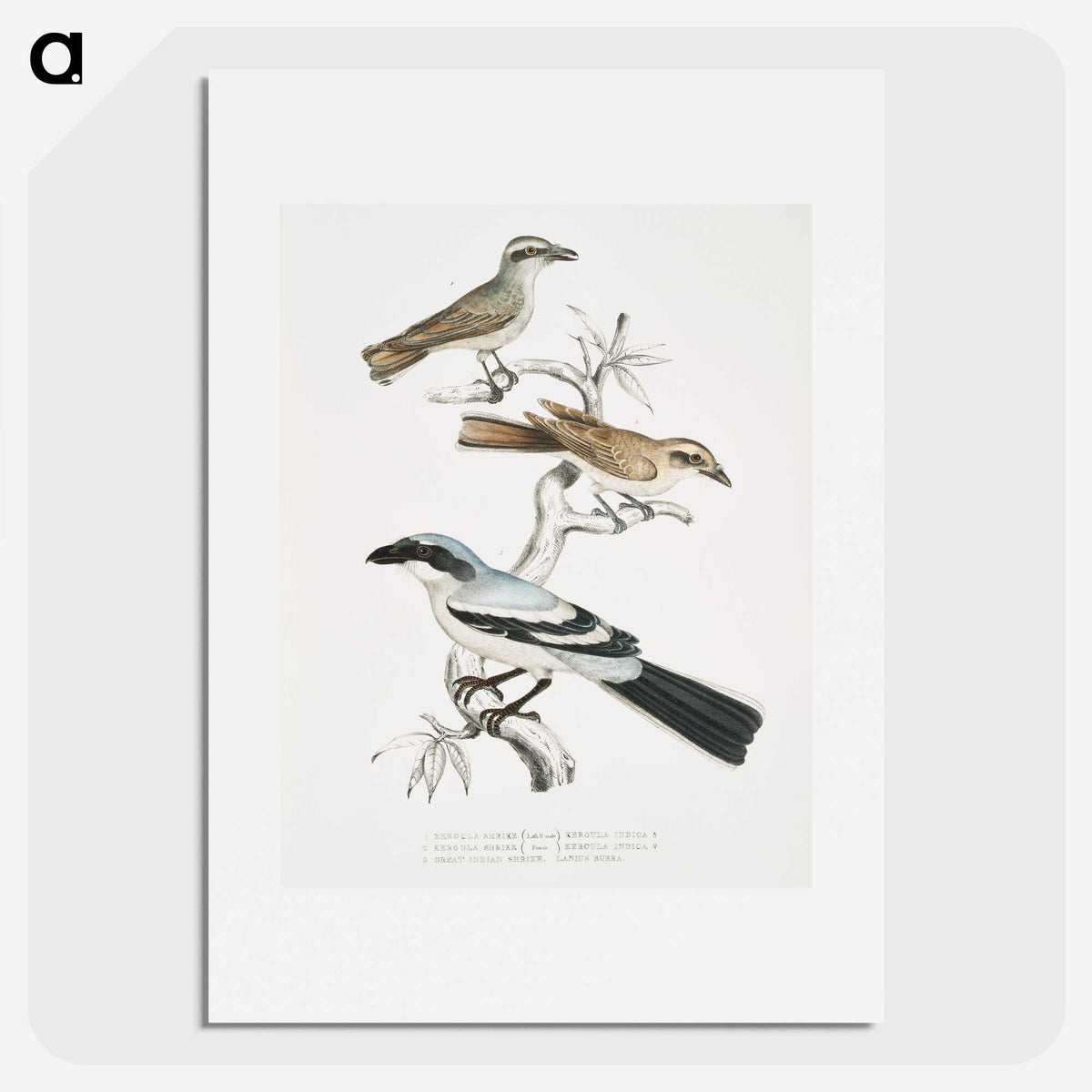 2-45_Indian-Zoology_picture