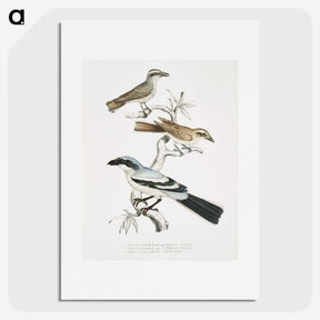 2-45_Indian-Zoology_picture