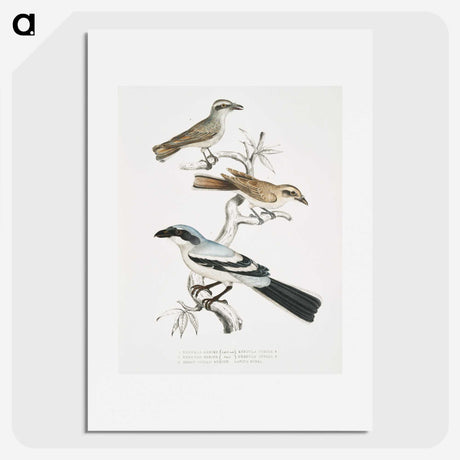 2-45_Indian-Zoology_picture
