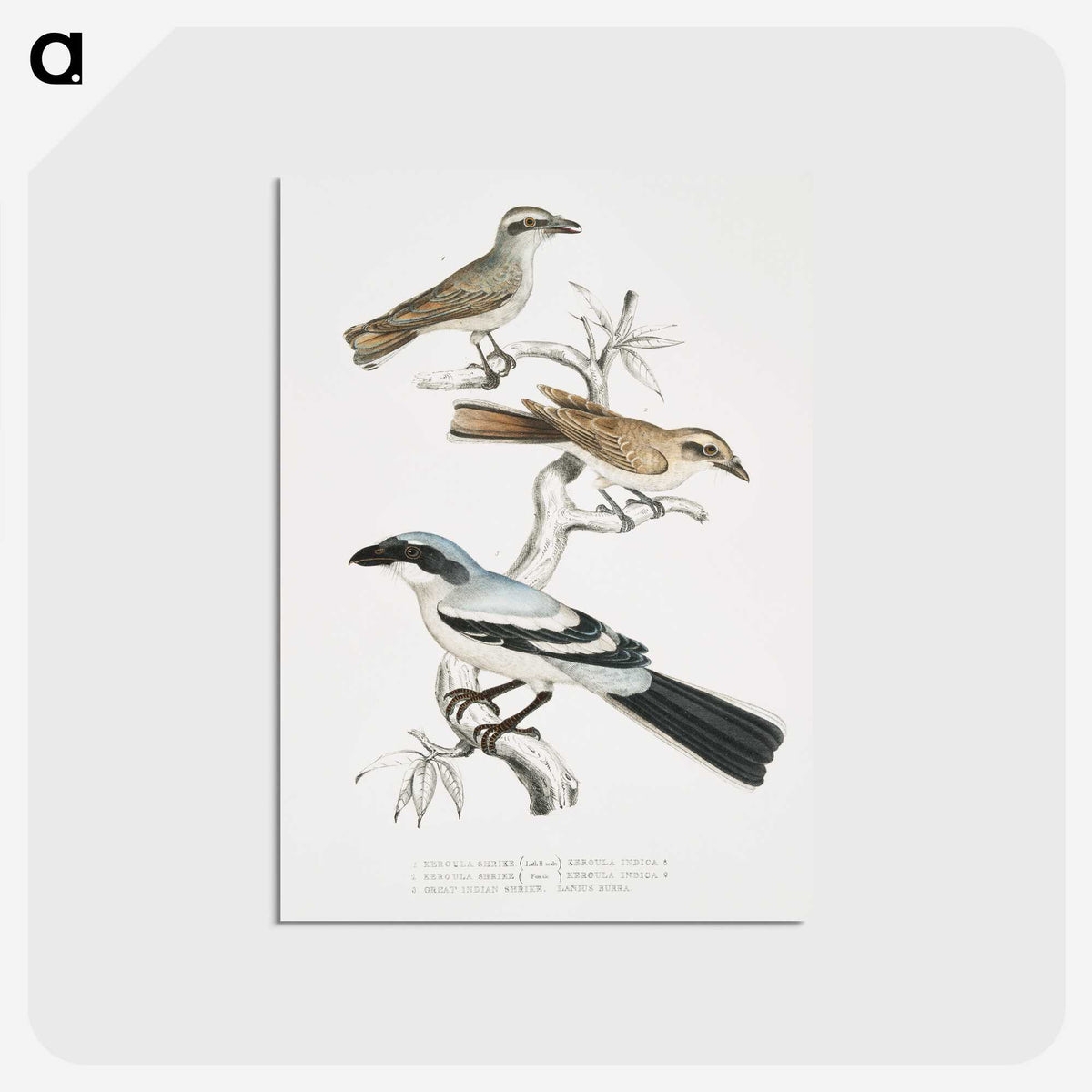2-45_Indian-Zoology_postcard