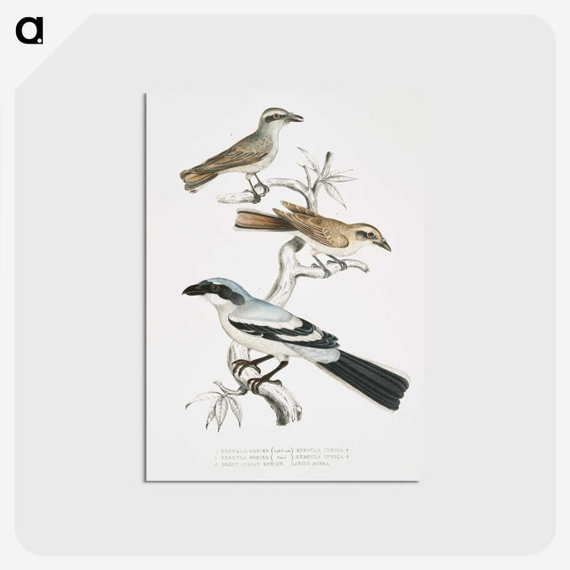 2-45_Indian-Zoology_postcard