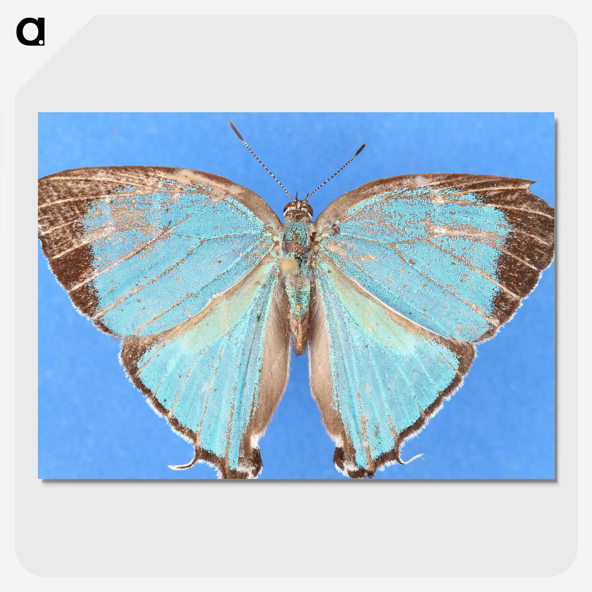 2-45_Insects-Unlocked-Project_picture-crop