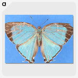 2-45_Insects-Unlocked-Project_picture-crop