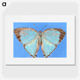 2-45_Insects-Unlocked-Project_picture