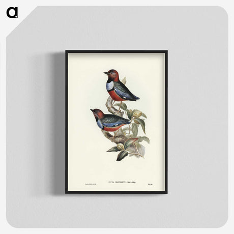 2-45_John-Gould_blk-crop