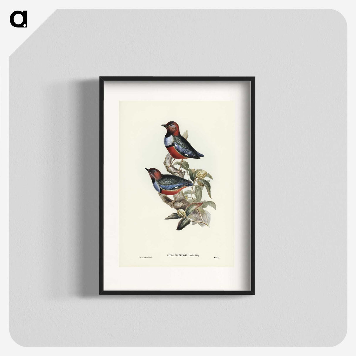 2-45_John-Gould_blk