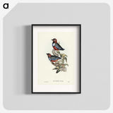 2-45_John-Gould_blk