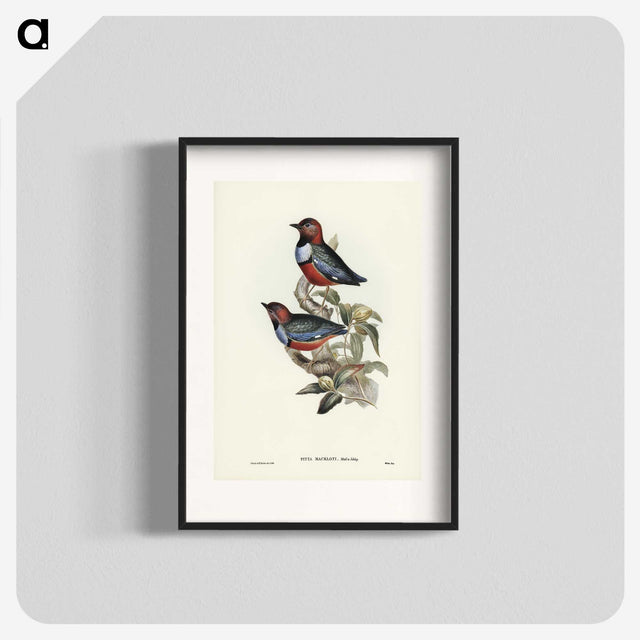 2-45_John-Gould_blk