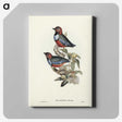 2-45_John-Gould_canvas