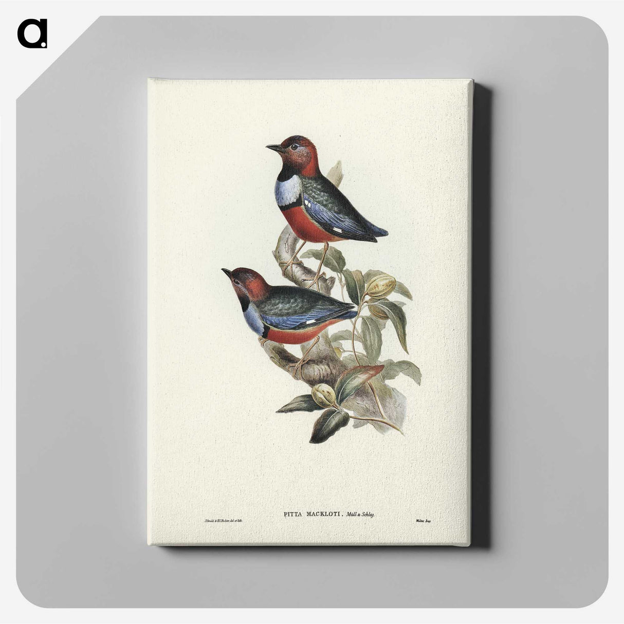2-45_John-Gould_canvas