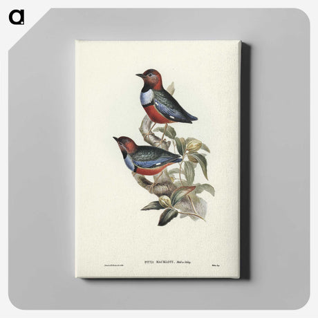 2-45_John-Gould_canvas